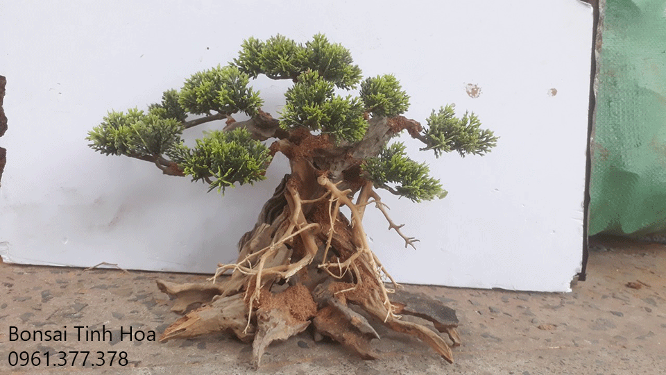 Hướng dẫn cách làm bonsai thủy sinh, nhận cung cấp các loại phụ kiện cho bể thủy sinh