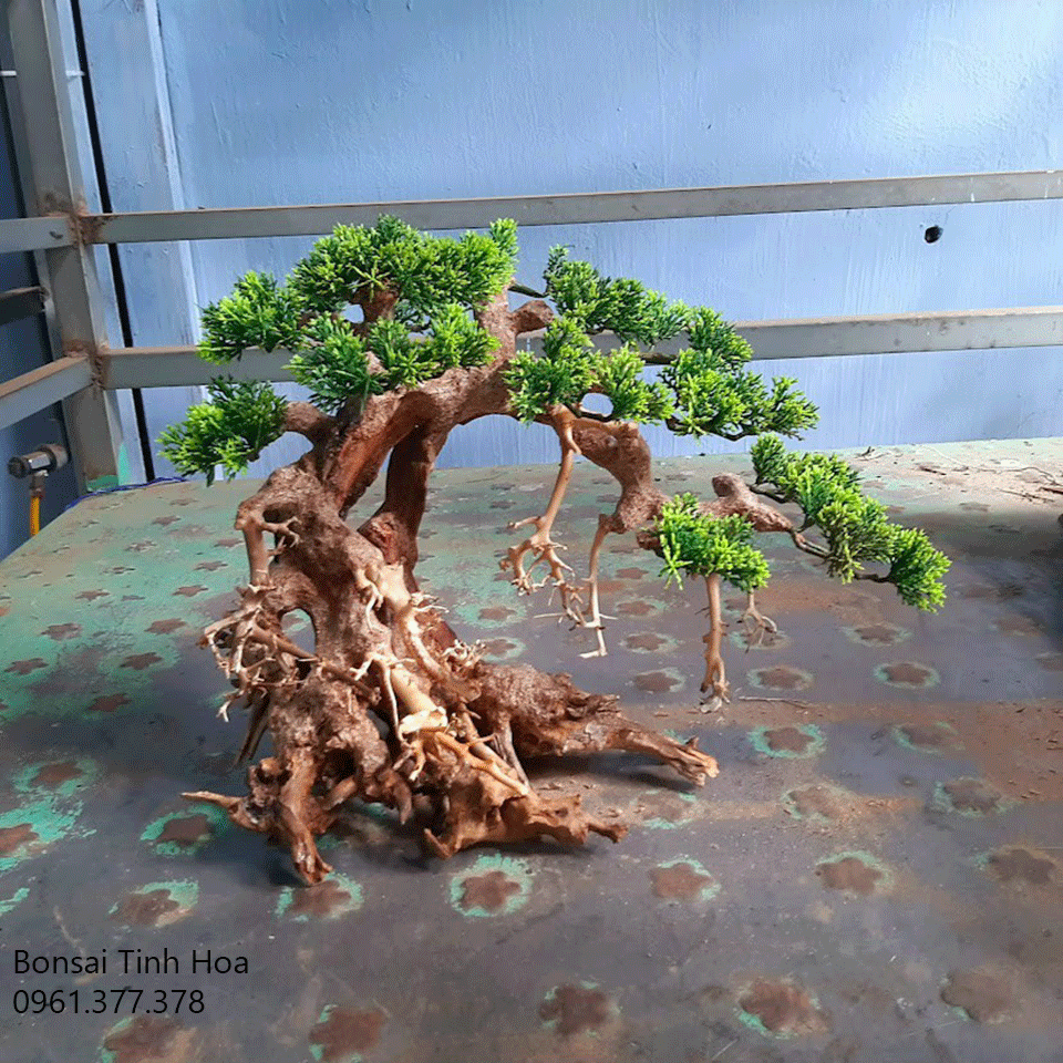 Hướng dẫn cách làm bonsai thủy sinh, nhận cung cấp các loại phụ kiện cho bể thủy sinh