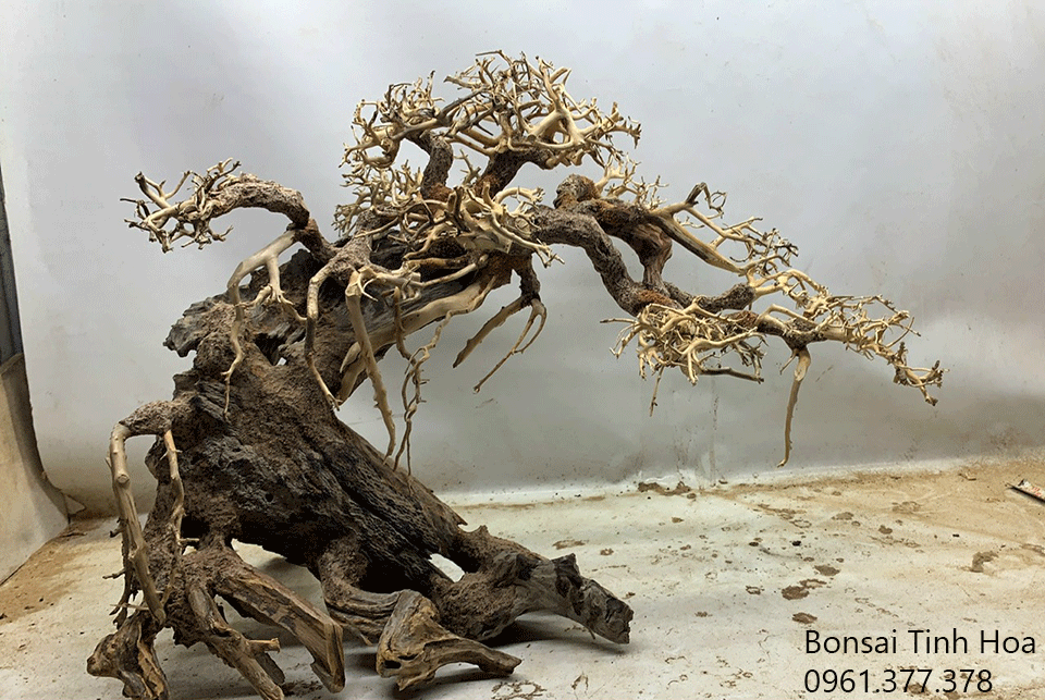 Nơi bán bonsai thủy sinh mini, những mẫu bonsai thủy sinh đẹp nhất hiện nay